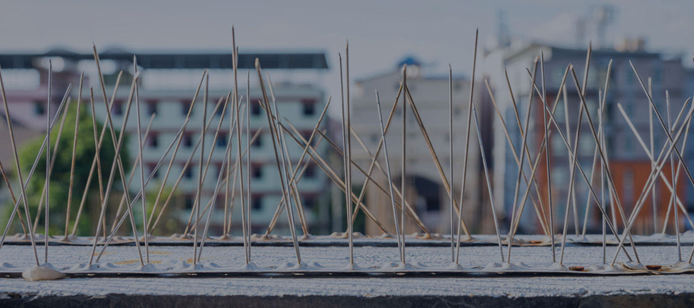 Bird Spikes  In bardhan-khurd